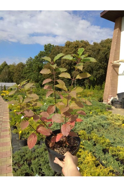 Гортензія Фрайз Мельба - 3л/вис.20-30см/Ø15-20см